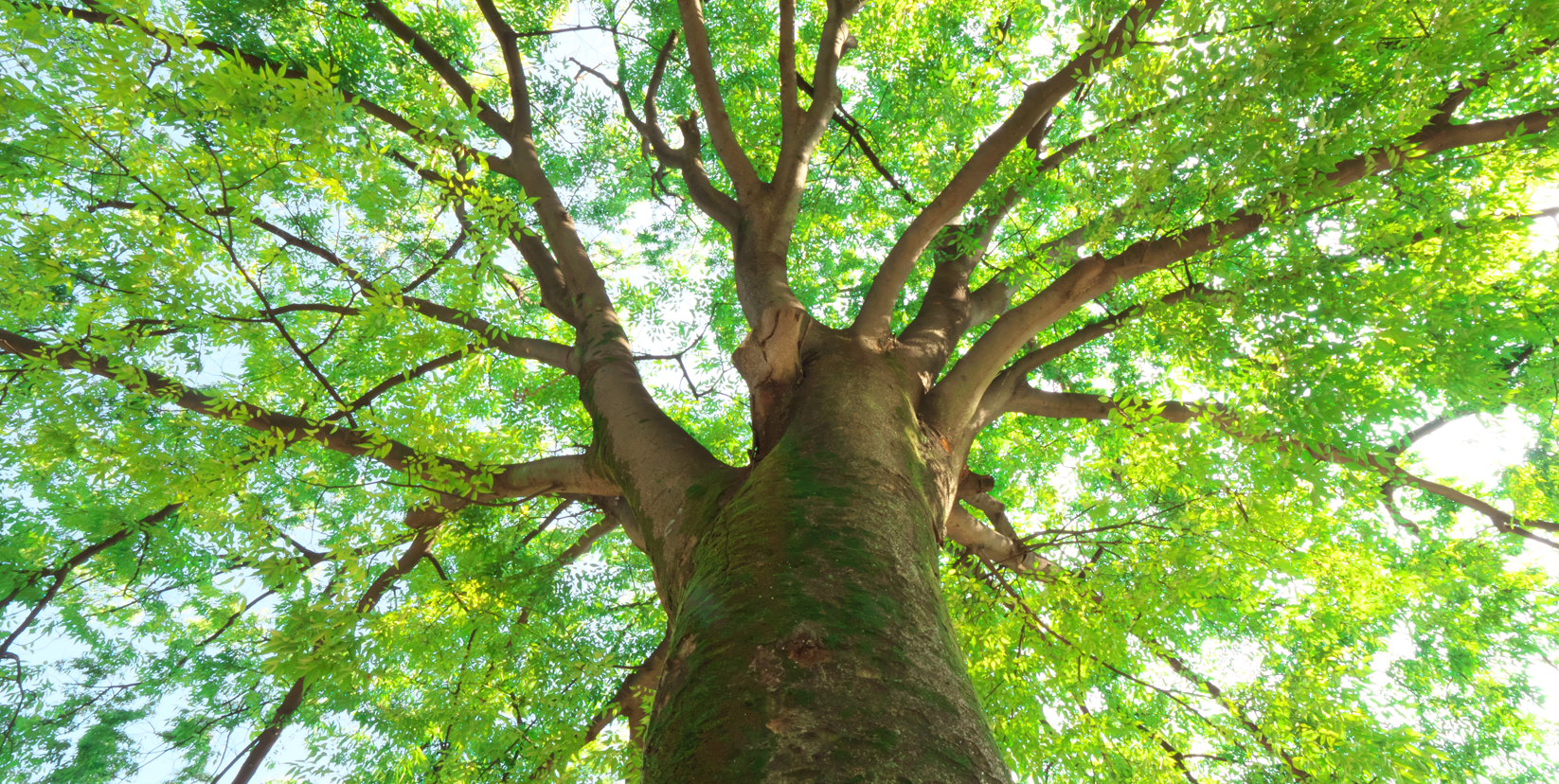 中学生対象の大野城市の学習塾｜知身塾｜少人数集団指導｜個別指導